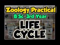 LIFE CYCLE | ZOOLOGY PRACTICAL | Bsc 3rd year