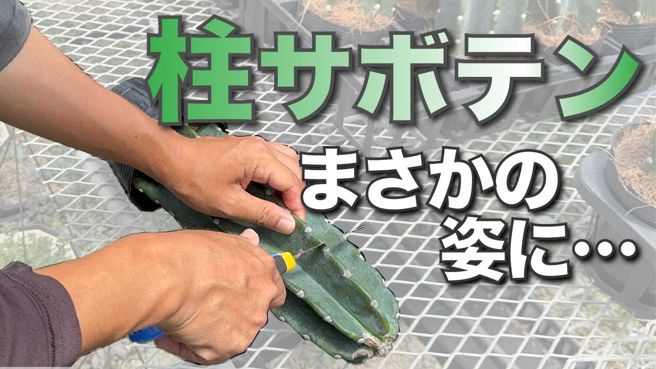Is that the right way to cut a columnar cactus?! ?The unexpected 