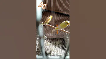 فراخ الكناري 2025 Birds Canário كناري طيور 