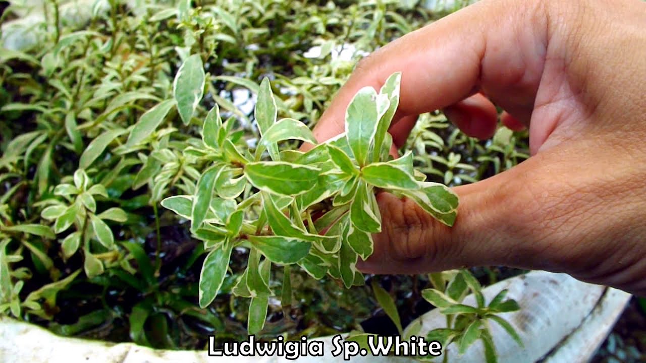 AMAZING AQUATIC PLANTS For Planted Aquarium