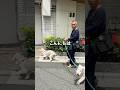 【希少犬】モコモコすぎるベドリントンを撮ってみた