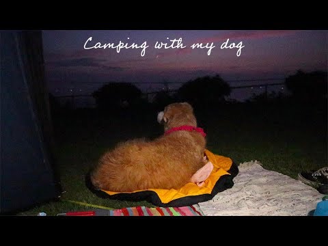 ep.4 전남 <strong>무안</strong> 파도목장 캠핑장에서 1박하고 태풍 피해서 <strong>제주</strong> 들어가던날 😵 Camping with my dog 🇰🇷 Korea