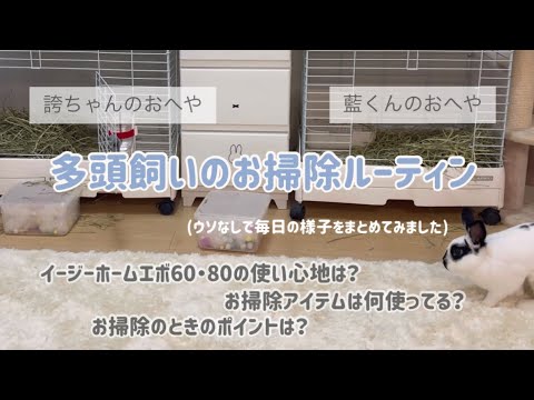 うさぎ飼いのお掃除ルーティン 健康チェックのポイント 節約術 Youtube うさぎ飼いのお掃除ルーティン 健康チェックのポイント 節約術 Youtube