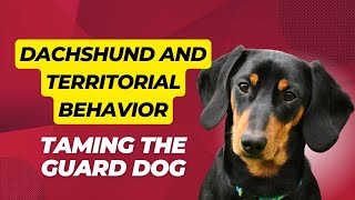 Dachshund and Territorial Behavior: Taming the Guard Dog by Sweet Dachshunds 92 views 5 months ago 1 minute, 52 seconds