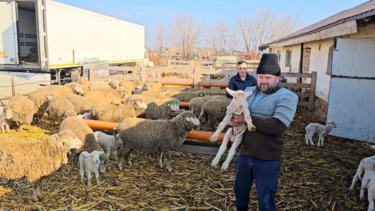 OI,CAPRE,VACI,PORCI SI CAINI CIOBANESTI LA FERMA LUI CLAUDIU,UN TANAR FERMIER DIN MUNTENI-BUZAU.