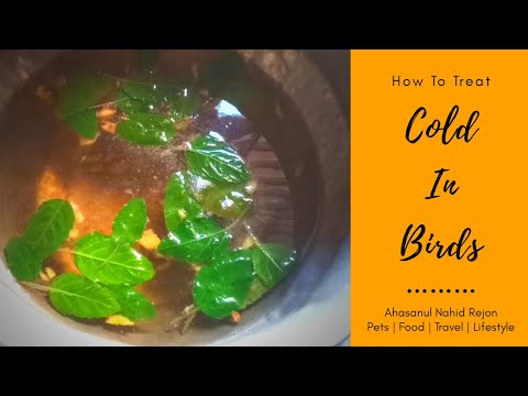 Video: Parrot Colds: How To Treat