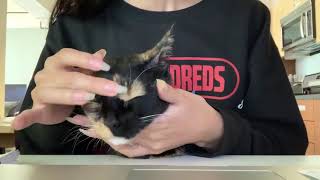 Relaxing full body massage on cute cat ASMR Scratch & Purrs