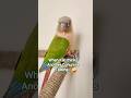 Green Cheek Conure Sounds