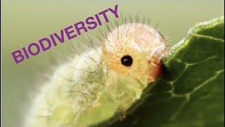 The most biodiverse VIVARIUM on the internet 7+ ant and termite colonies & much more!