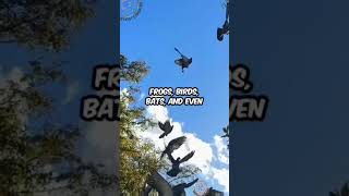 Mutagenic Mosquito Mayhem