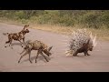 How wild dog defeats a hedgehog