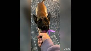 Virtual Scentwork Beginner Submission: Revenge Test 1 & 2