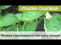 Голова садовая - Почему скручиваются листья у перцев