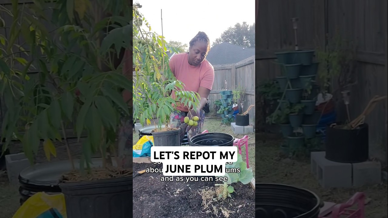 THIS IS HOW I REPOT MY JUNE PLUM SO IT KEEPS PRODUCING 