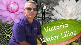 Victoria Water Lily - A Anic Masterpiece