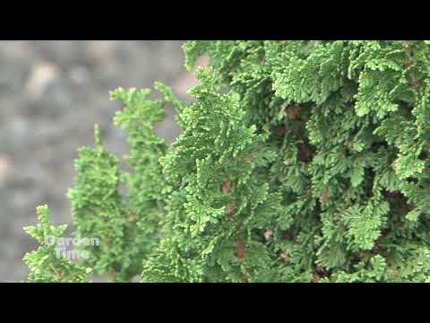 Vidéo: Bright Winter Conifers - Conifères colorés pour les jardins d'hiver