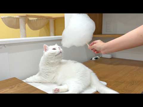 ポムさんページ ポムさんとしまちゃん / ねこべや。 - YouTube
