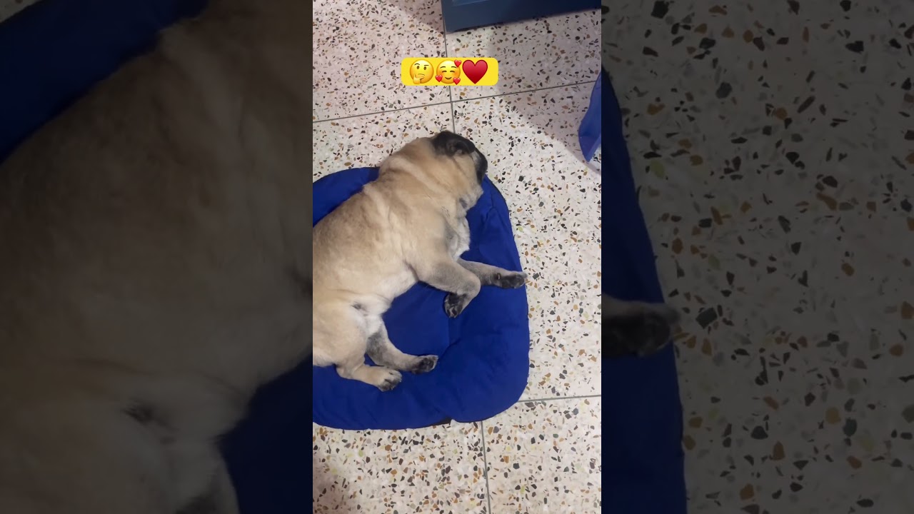 So relaxing 😴😪shorts 