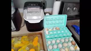 EGGsperiment #2