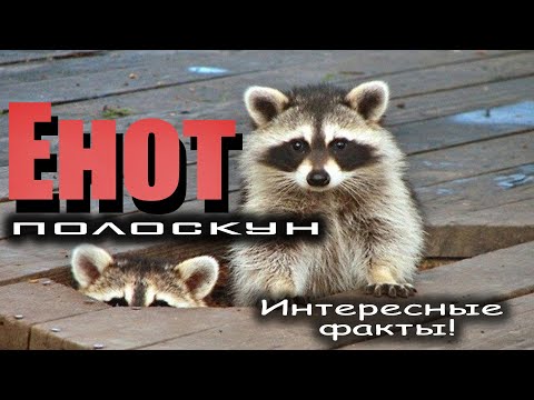 Енот - полоскун| Интересные факты|