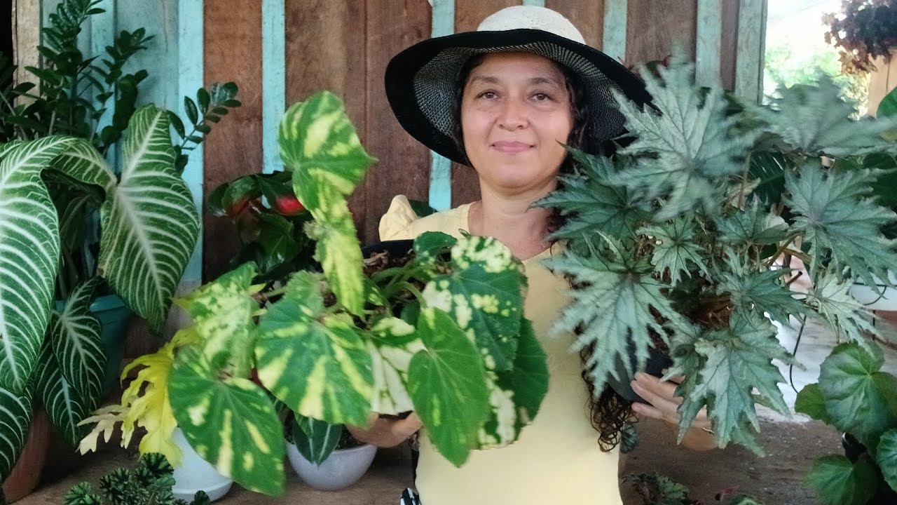 9 HERMOSAS  BEGONIAS PARA MI COLECCIÓN 😱🌷❤️🪴