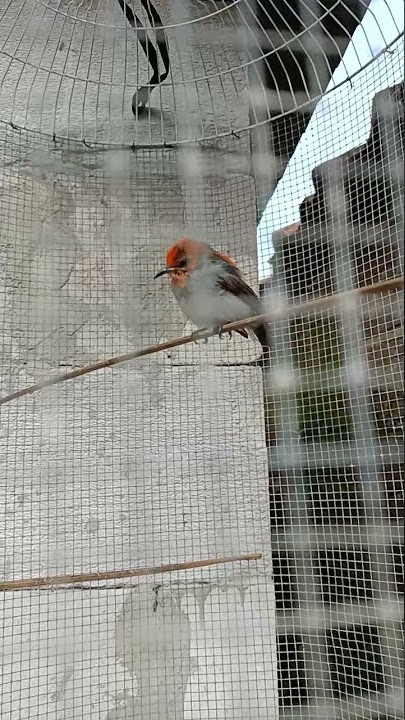 burung kemade sepasang