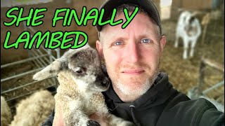 LAMBING Ends as Rescue Sheep Susan Gives Birth