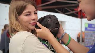 Ежегодный фестиваль беспородных собак "Дорога домой" 16 сентября 2023 года