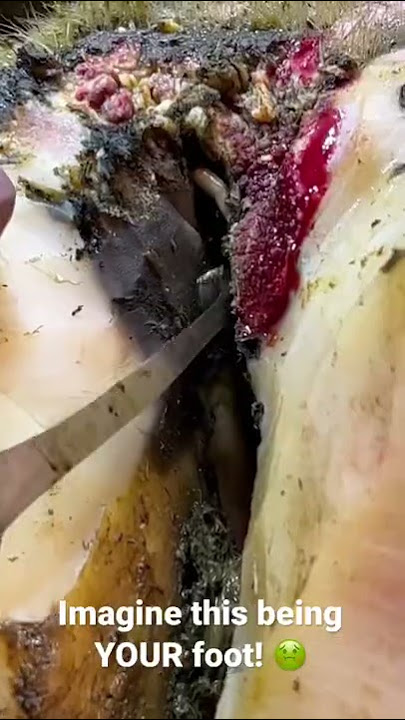 Bisakah kau terima ini menjadi kakimu??? Kuku sapi ini sekarang JAUH lebih baik!!