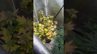 Flower tents update