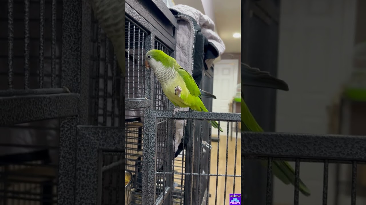 Kiwi's boarding recap with Bird Sitting Toronto