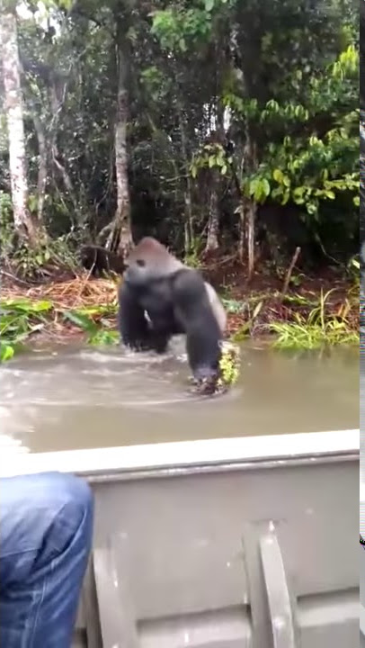 'Here, Take That!' Gorilla Gets The Last Laugh In Hilarious Video