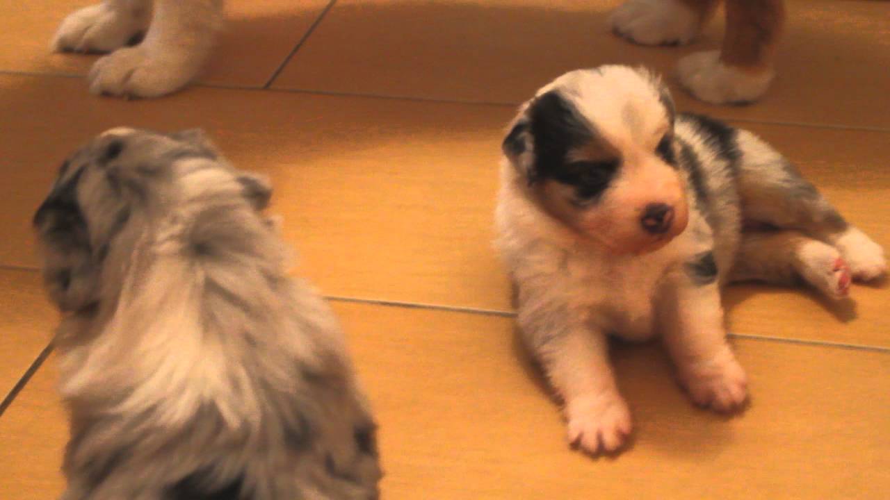 Chiots Berger Australien 3 Semaines Youtube