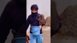 Punch Monkey Clings To His Big Bro Keeper Eats In Peace While Protected