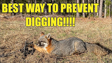 HOW KEEP FOXES FROM DIGGING UP YOUR TRAP!!!!