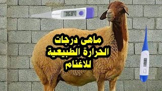 ما هي درجة الحرارة الطبيعية للاغنام ✔️وما هو معدل التنفس الطبيعي للاغنام ?