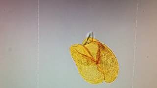 ciliate conjugation in golden soil species Condylostomides etoschensis