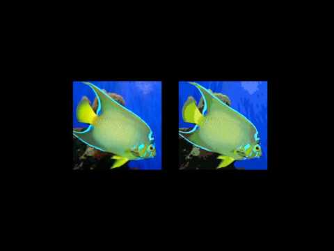 Self-Organizing Maps for Color Quantization (python)