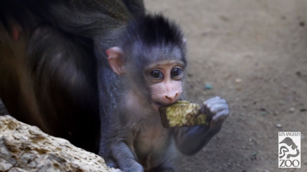 Curious Baby Monkeys Make Mischief as They Learn to Climb Trees