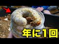「年に1度の楽しみです」オオクワガタを入れたボトルを掘り出した結果がポテンシャルの塊だった