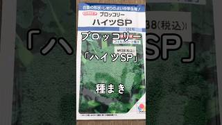 ブロッコリー「ハイツSP」種まき 9/16 #つぼりんfarmers #農業