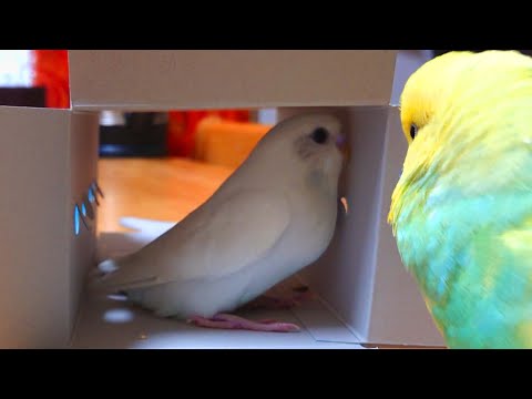 インコが初恋相手を想い続けた結果 #shorts