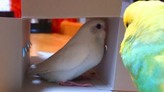 インコが初恋相手を想い続けた結果　#shorts