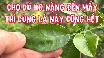 Cho dù Ho đến mấy thì dùng Lá này cũng khỏi . PHAN HẢI Channel