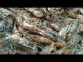 Как ловить креветок/How to catch shrimp