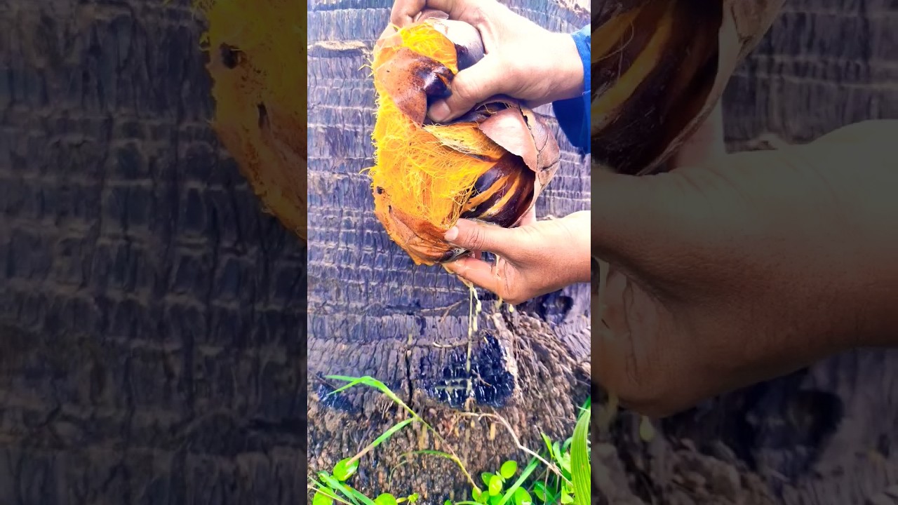 Extract juice from fruit 