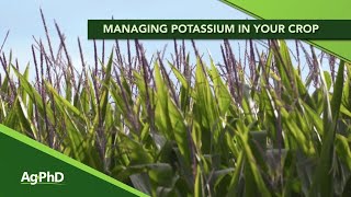 Managing Potassium (From Ag PhD Show #1119 - Air Date 9-15-19)