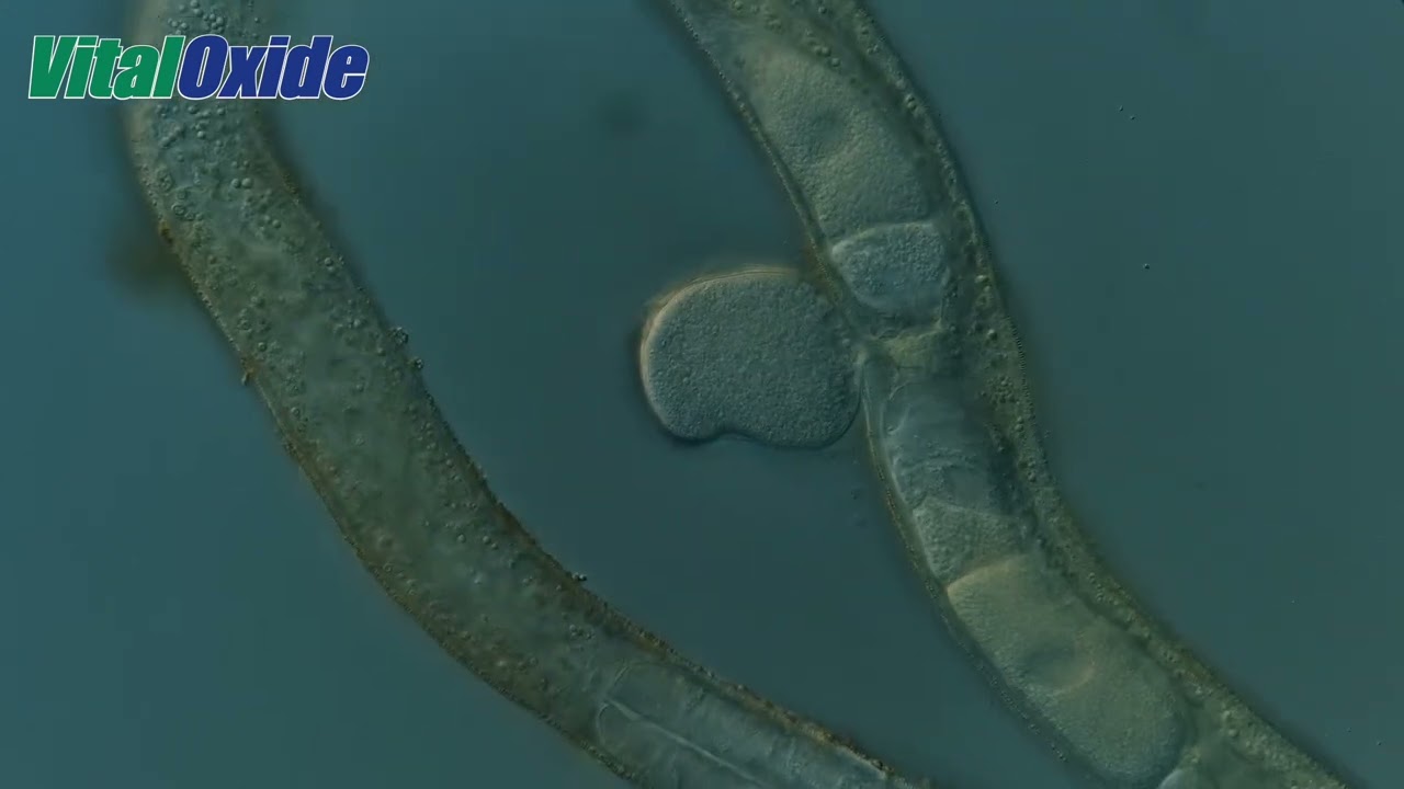 Vital Oxide vs Nematode