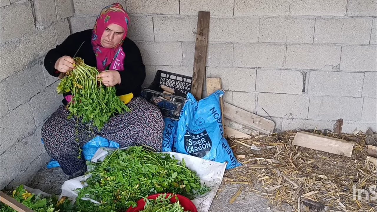 TOPLADIĞIM OTLARI TEMİZLEDİM SOHBET EŞLİĞİNDE GELİNCİK SÜTLÜ OT ŞİFALI OTLAR #keşfet #köy #koyvlog 