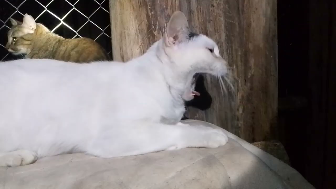 ถ่าย ความ น่า รัก ของ น้อง หมิว ให้ fc ได้ ดู นะ ครับ